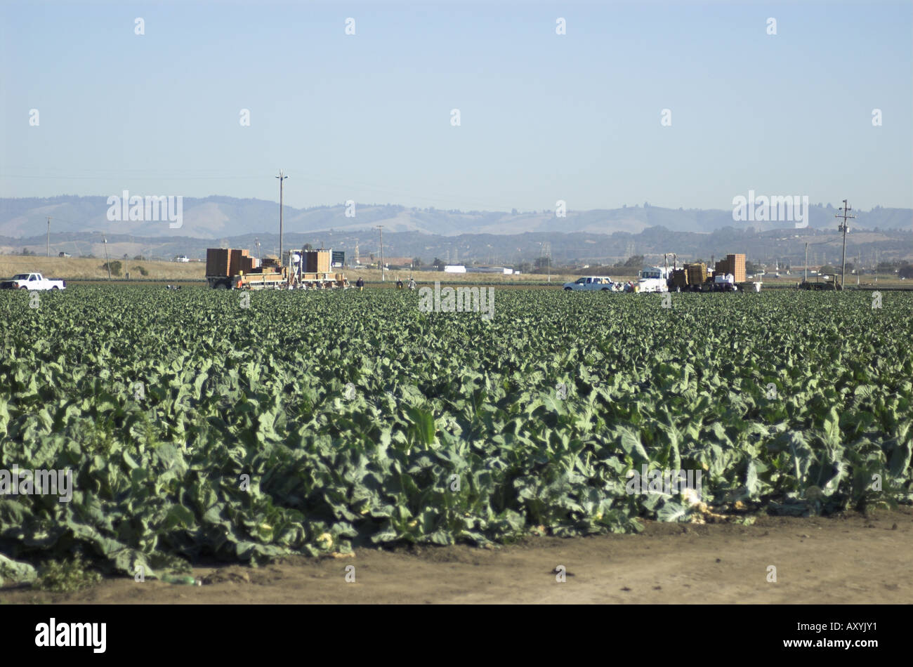 Blumenkohl Ernte in der Nähe von etwa zentralen Küste von Kalifornien Stockfoto