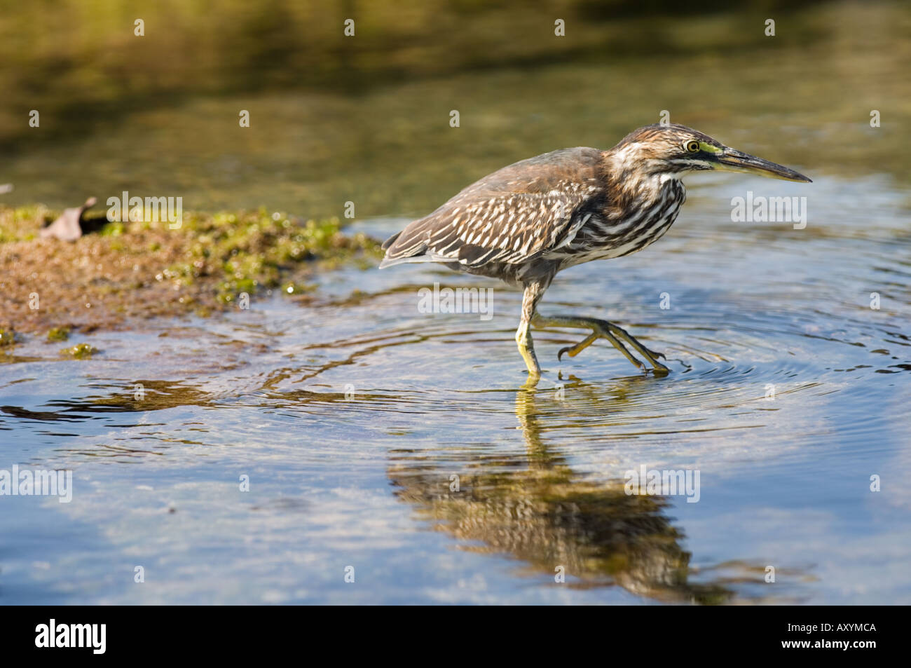 Gekerbten Heron (Butorides Striatus) zu Fuß in Wasser, Puerto Egas, James Bay, Galapagos-Inseln, Ecuador, Südamerika Stockfoto