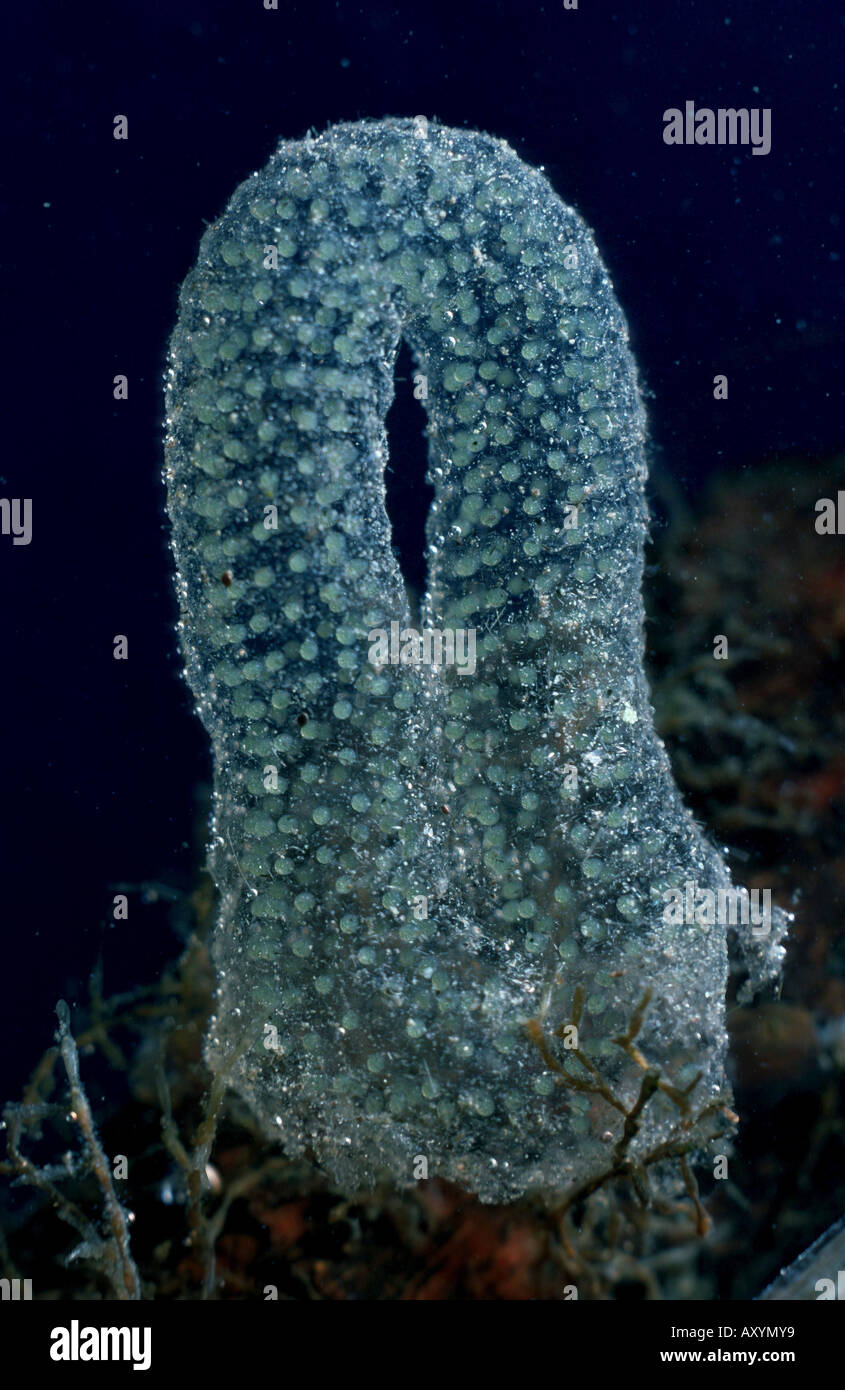 Köcherfliegenart (Phrygaena Grandis), Eiern Stockfoto