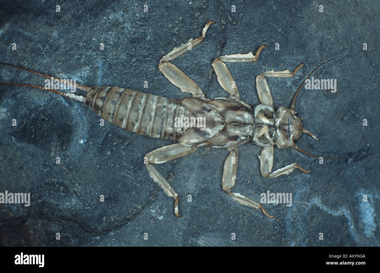 Steinfliegenmuster (Perla Marginata), Larve Stockfoto