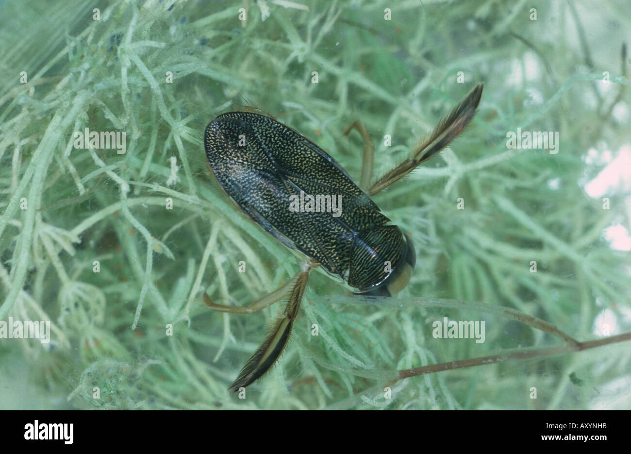 Fehler (Corixa Trommler) Stockfoto