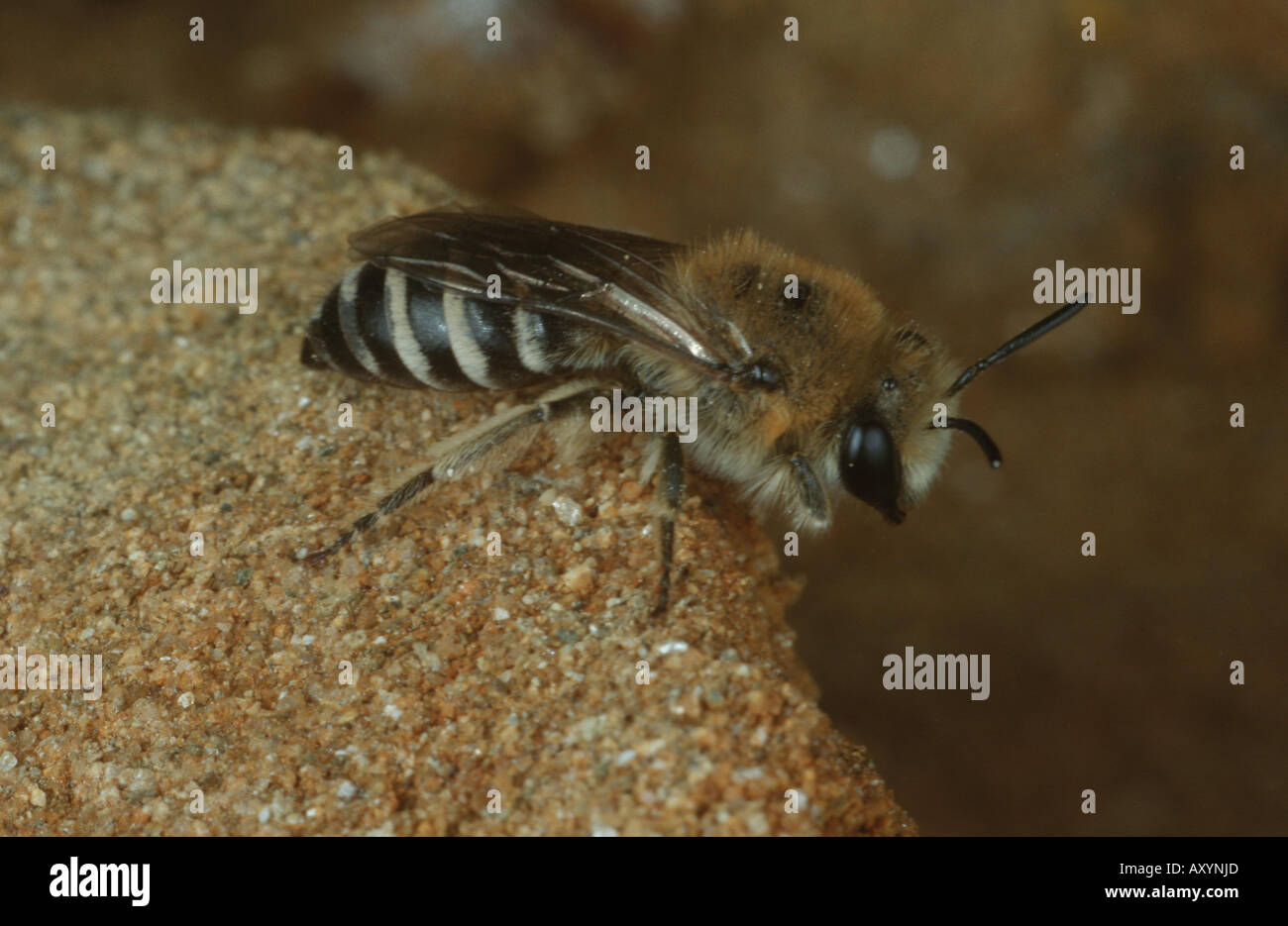 Gipser Biene (Colletes Daviesanus) Stockfoto