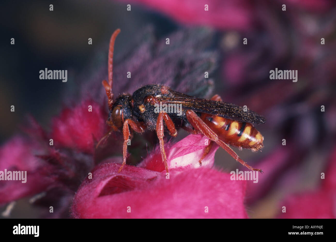 Kuckuck Biene (Nomada (Abnormipes)) Stockfoto