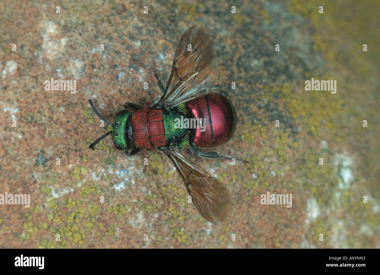 Gold Wespe (Hedychrum Nobile) Stockfoto