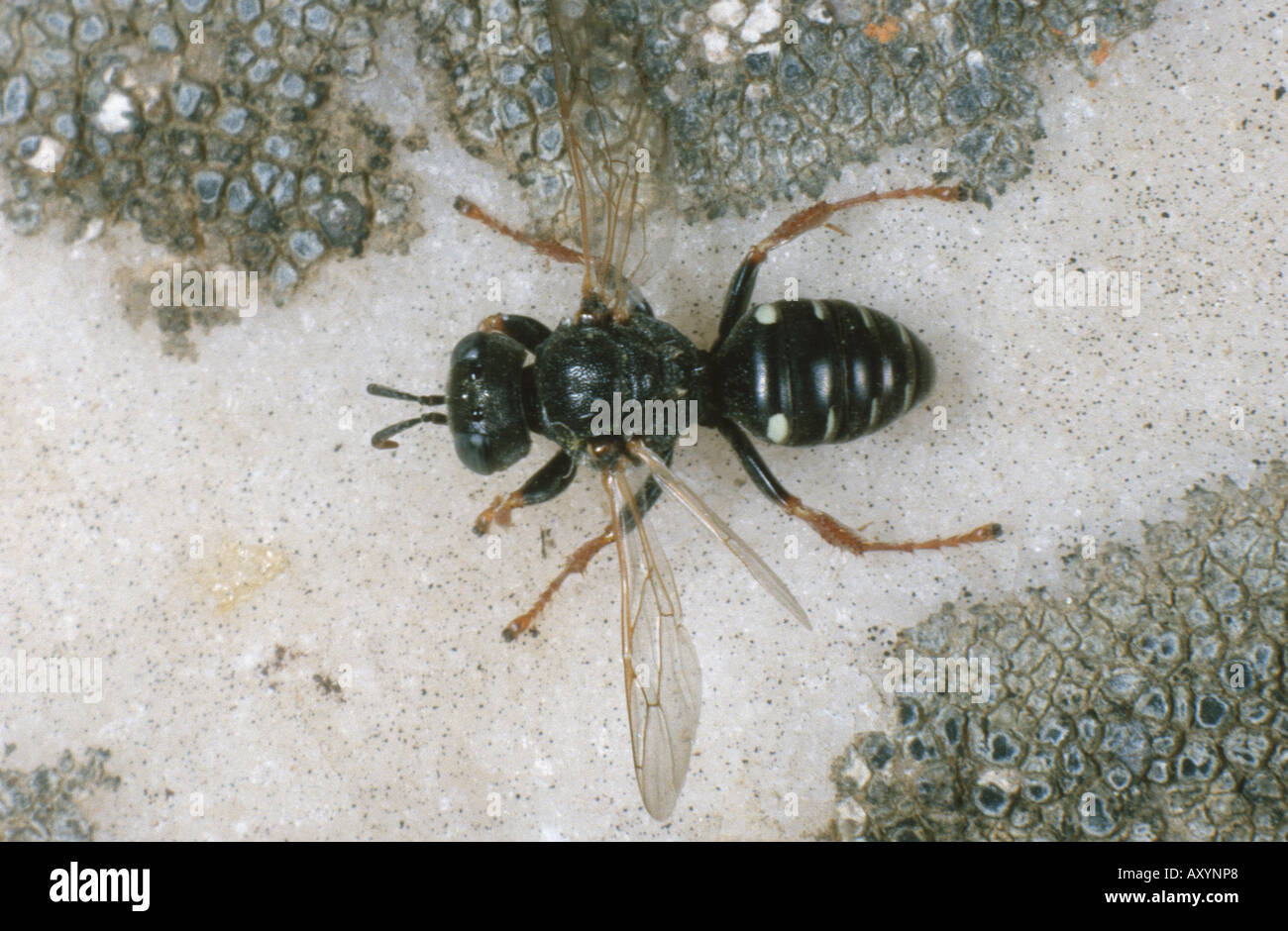 Digger Wasp (Oxybelus Uniglumis) Stockfoto
