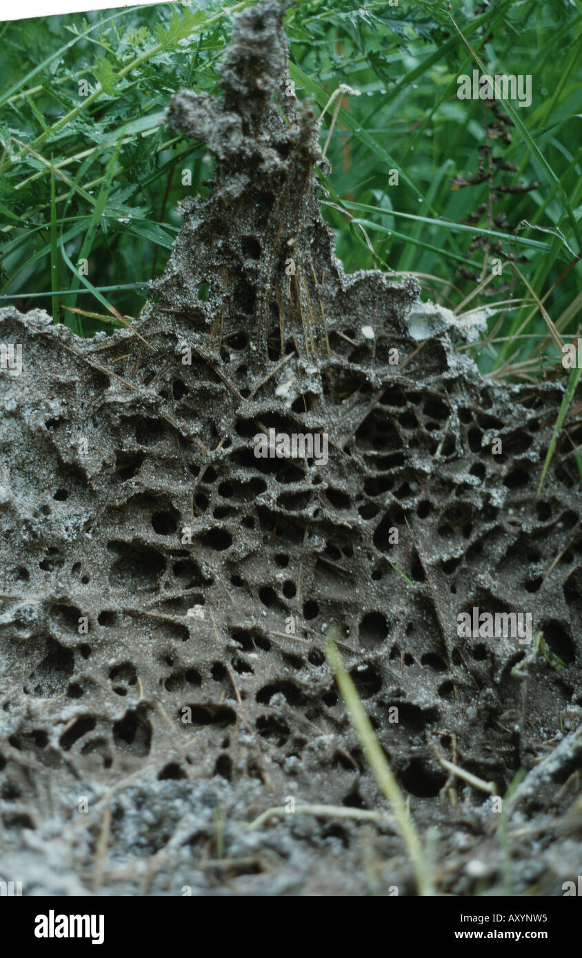 Lasius niger nest Fotos und Bildmaterial in hoher Auflösung Alamy
