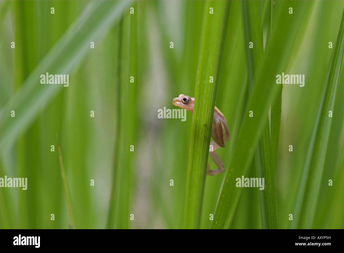 Reed Frosch im Kilombero Valley Tansania Stockfoto