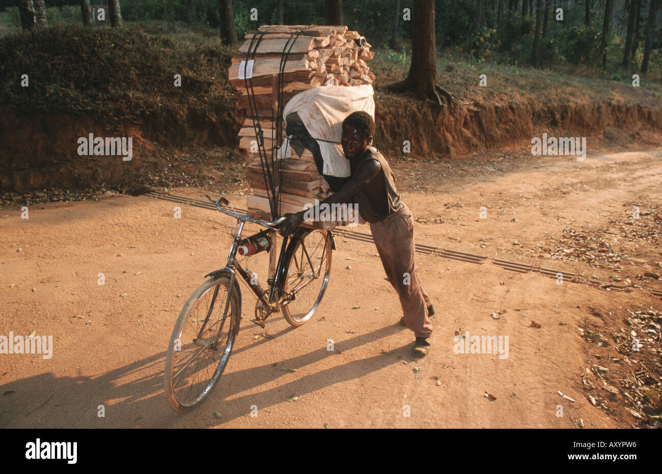 Mann, die Transport von einem Holzstapel auf seinem Fahrrad, Malawi, Shire Highlands, Zomba Plateau Stockfoto