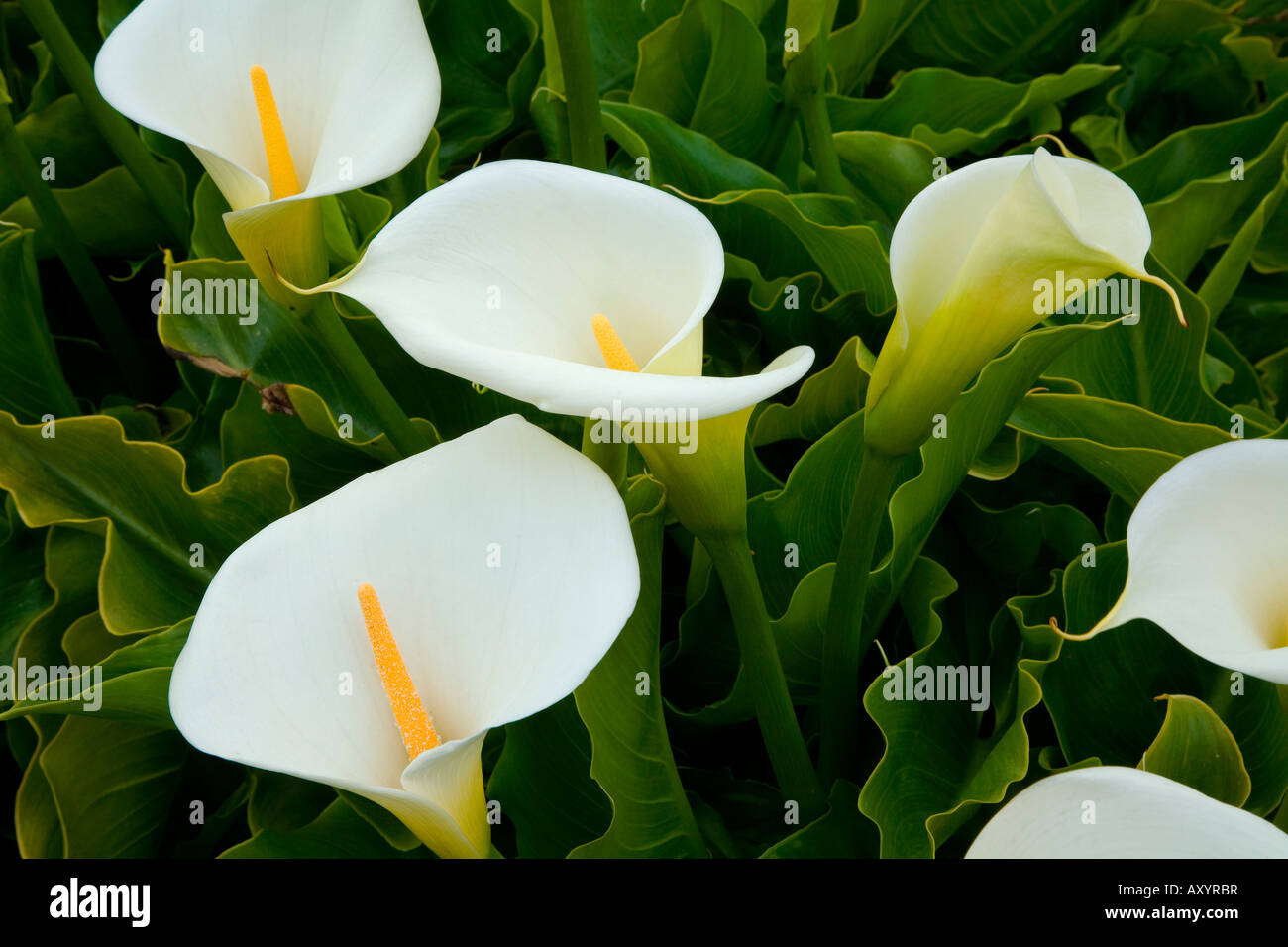 Calla-Lilien auf der Küste von Kalifornien. Stockfoto