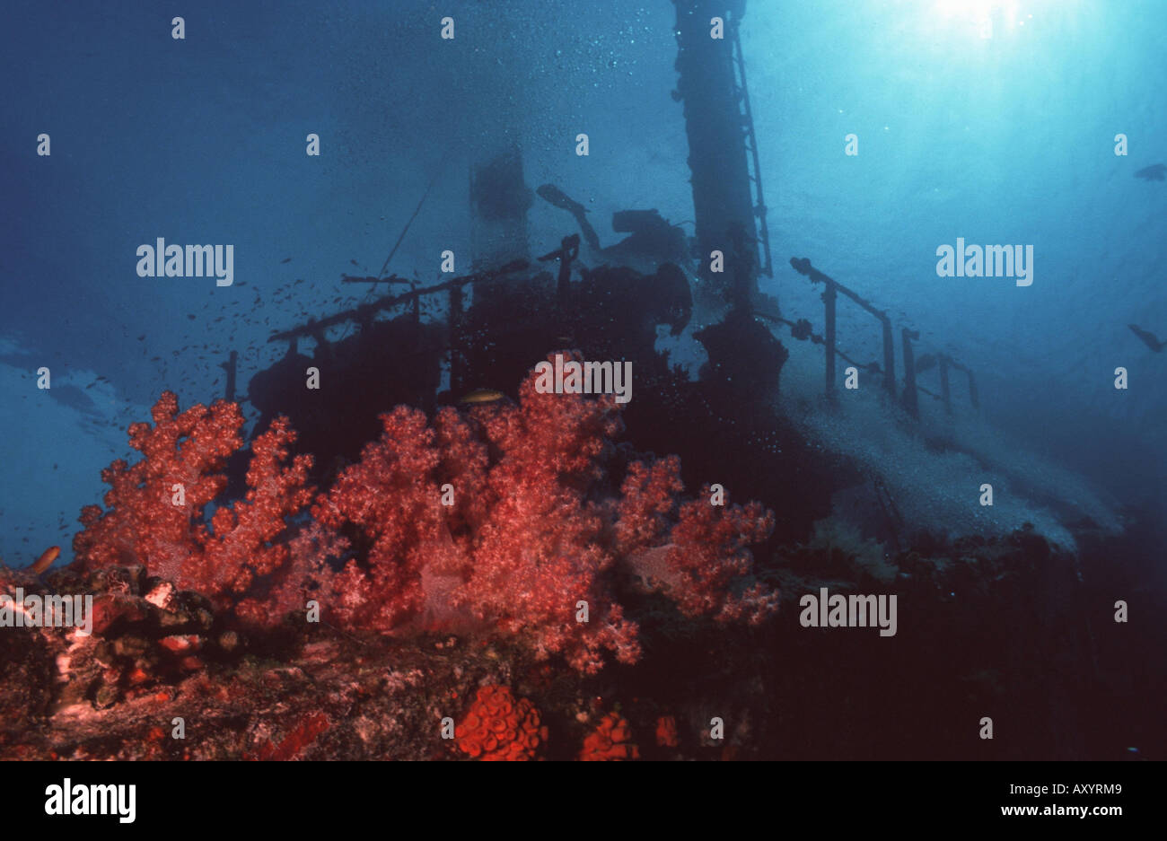 Rote Koralle auf einem Schiffswrack, Malediven Stockfoto
