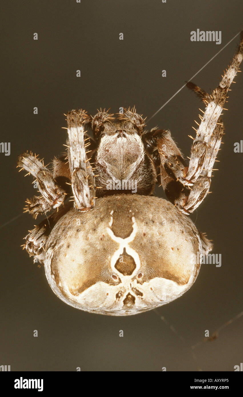 Orbweaver (Araneus Grossus), Weiblich Stockfoto