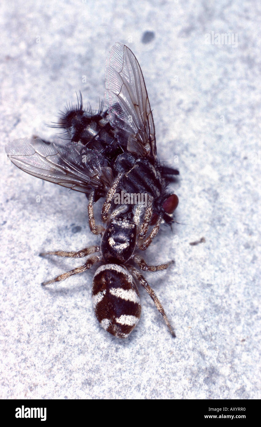 Zebra-Jumper (Salticus Scenicus) mit Beute Stockfoto