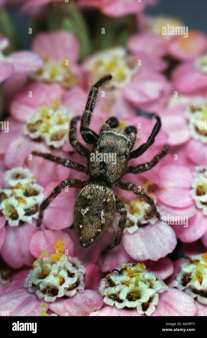 Springspinne (Dendryphantes Rudis) Stockfoto