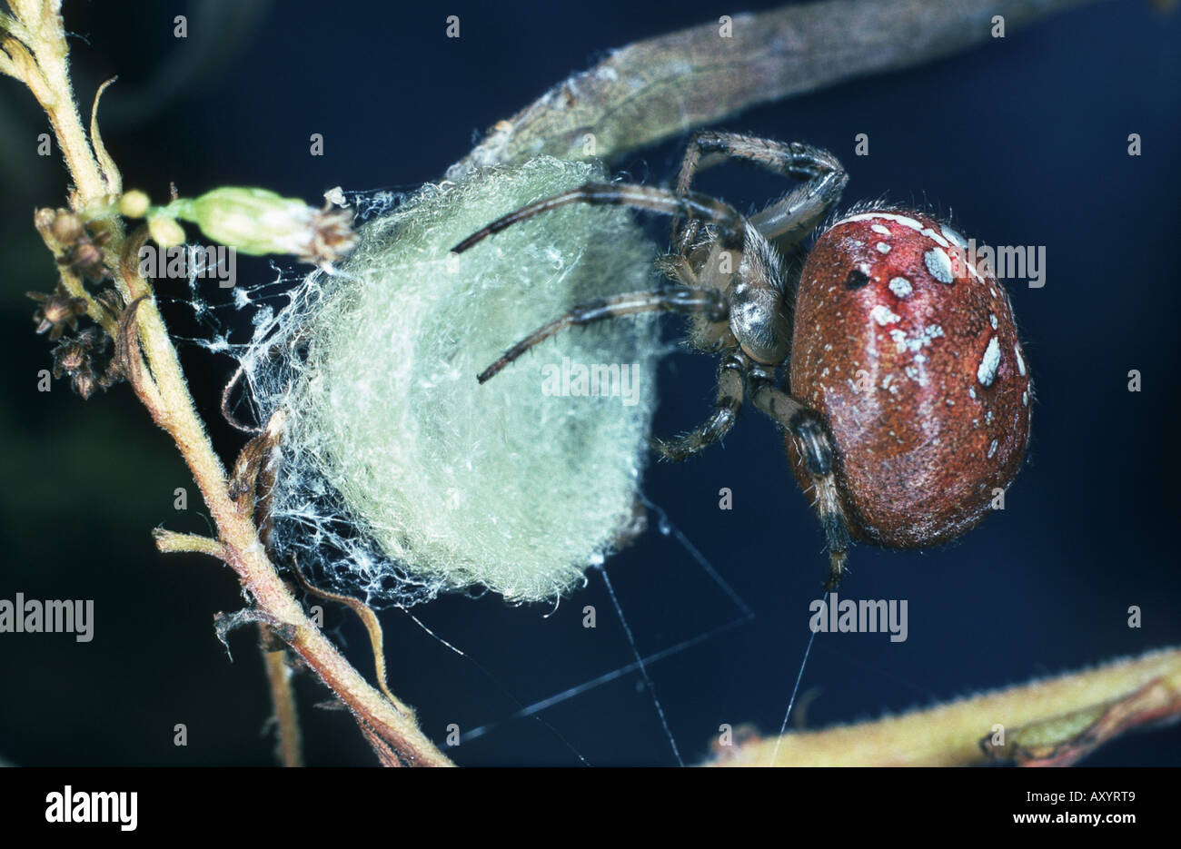 Orbweaver, Weben Kokon Stockfoto