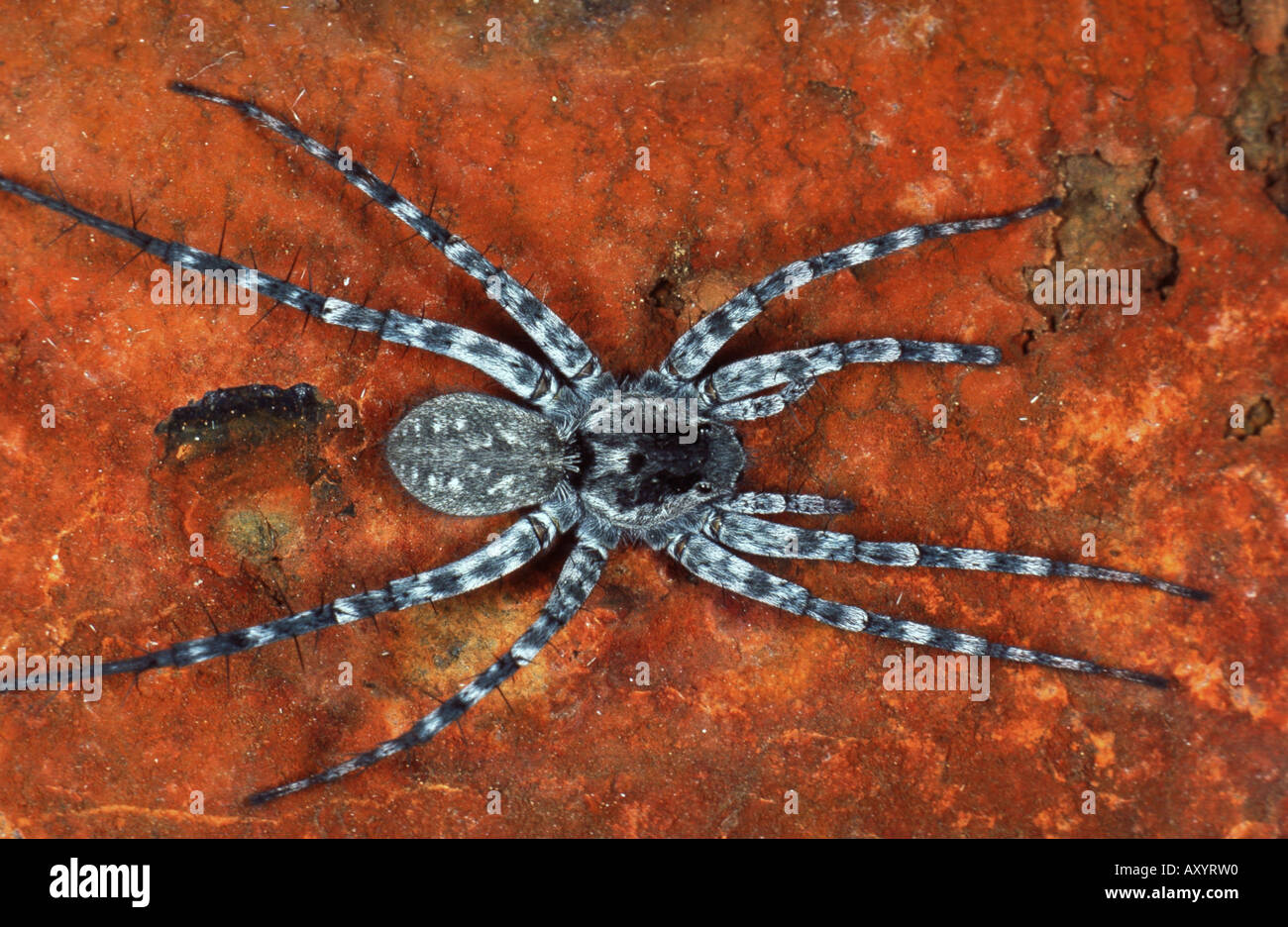 dünnen Beinen Wolfspinne (Pardosa Wagleri) Stockfoto