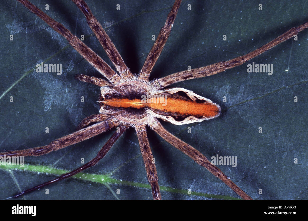 eine fantastische Fischerei Spinne (Pisaura Mirabilis) Stockfoto