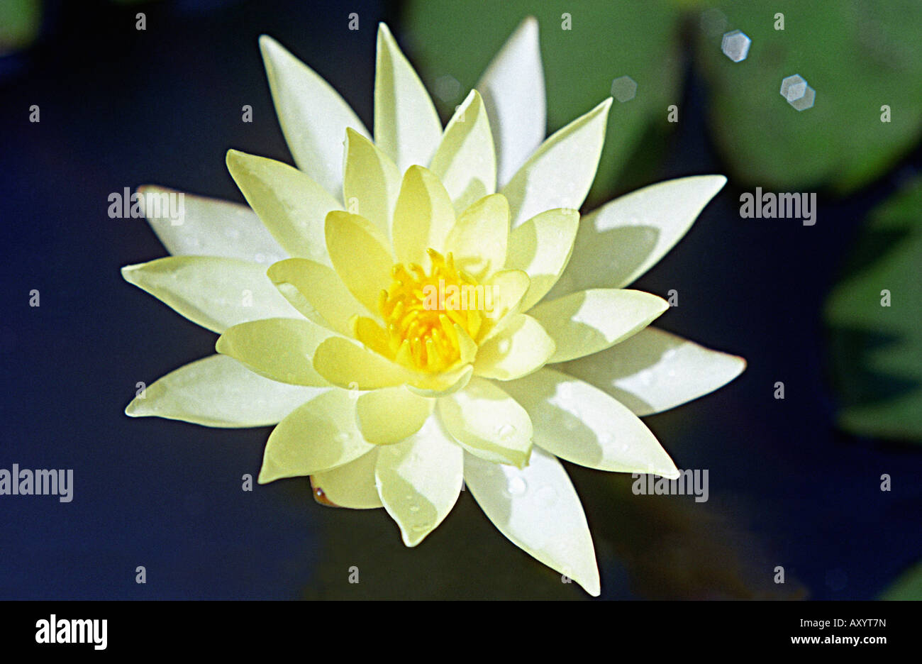 Weiße Seerose, White Lotus, Tharo Angouba, Nymphaea Lotus var. Pubescens/Pubescens/Esculenta, polaren (Seerose-Familie) Stockfoto