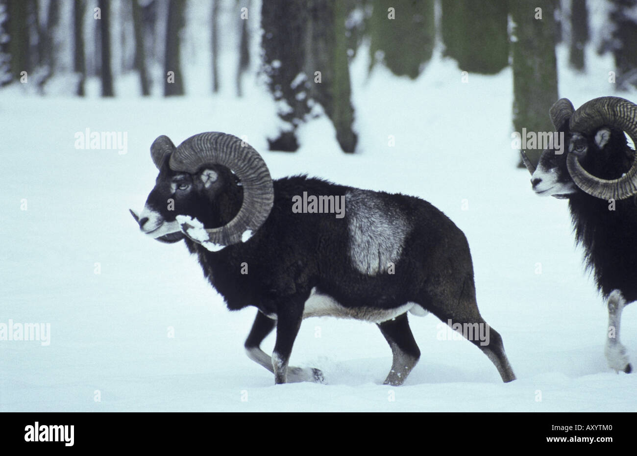 Mufflon (Ovis Musimon), buck im Schnee Stockfoto