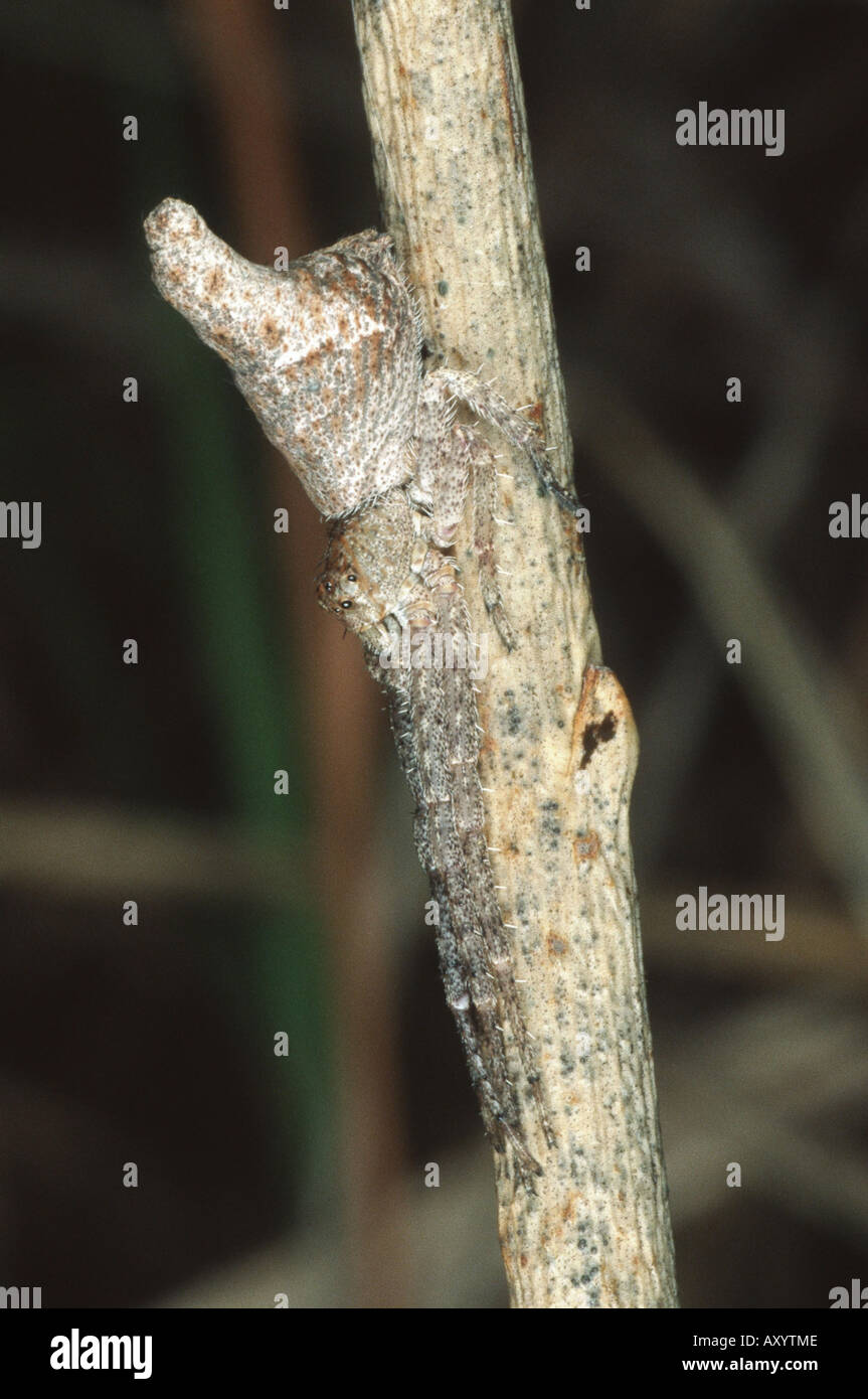 Krabbenspinne (Tmarus Piochardi) Stockfoto