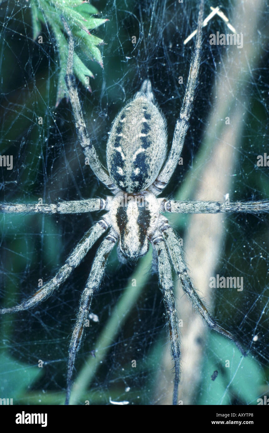 Grass Trichter-Weber, Labyrinth Spider (Agelena Labyrinthica) Stockfoto