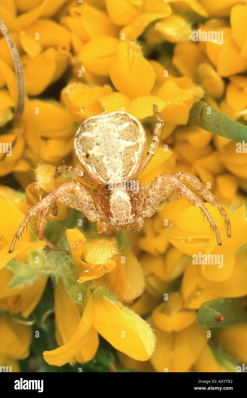 Krabbenspinne (Xysticus Audax), Weiblich Stockfoto