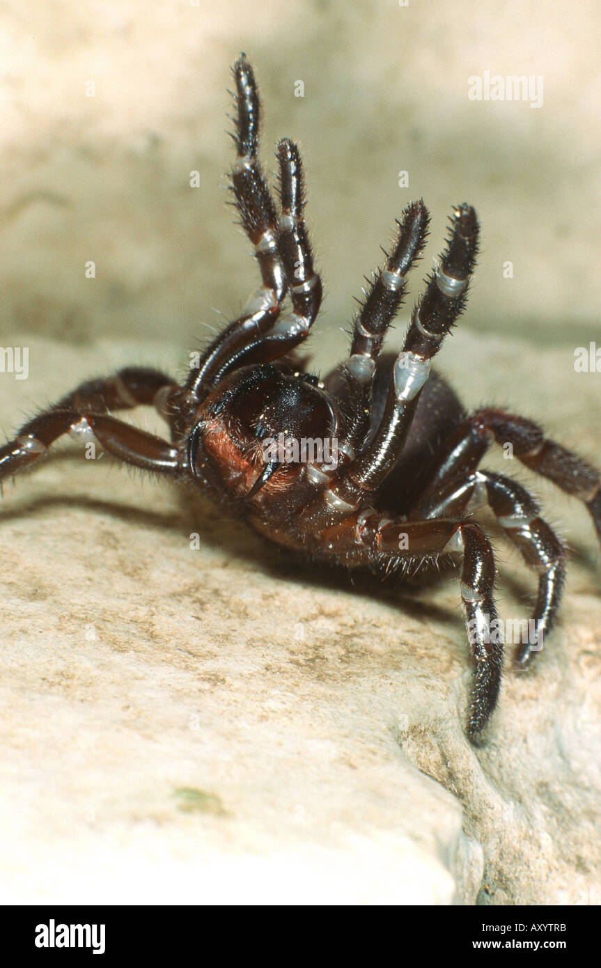 Trapdoor Spinne (Cteniza Sauvagesi) Stockfoto