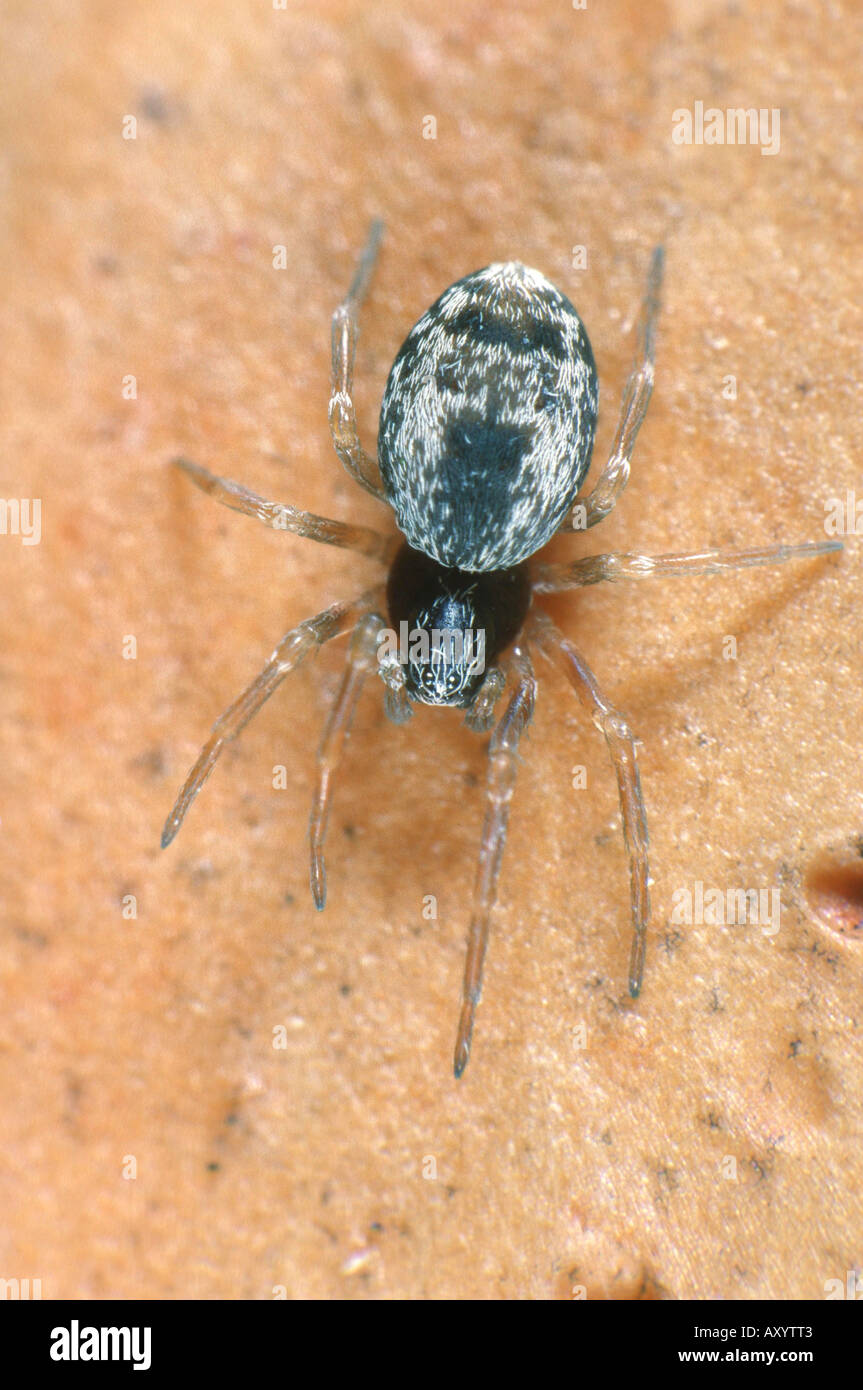 Dictynid Spinne (Dictyna Uncinata) Stockfoto