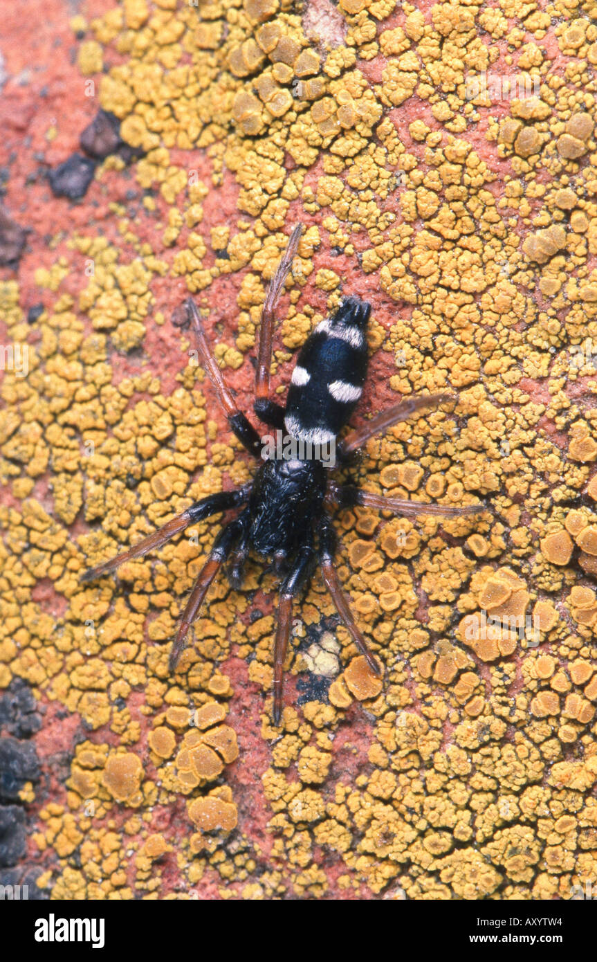 Boden-Spinne (Poecilochroa Variana) Stockfoto