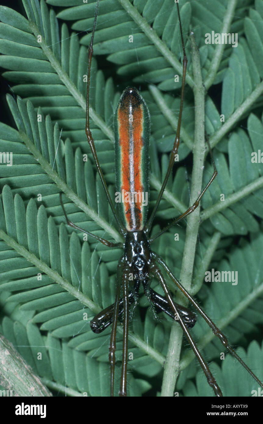 tropische Spinne Stockfoto