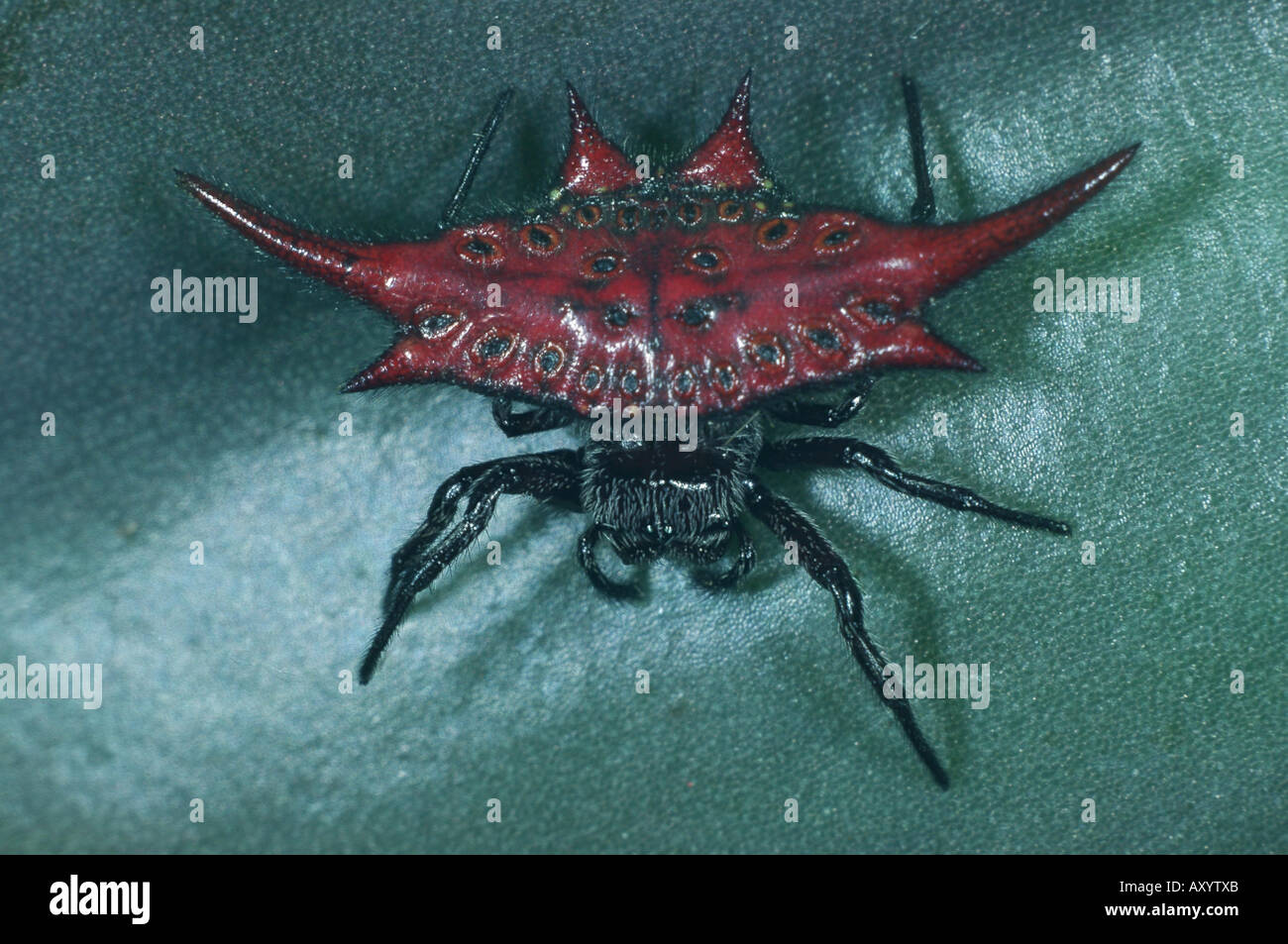 stachelige orbweaver Stockfoto