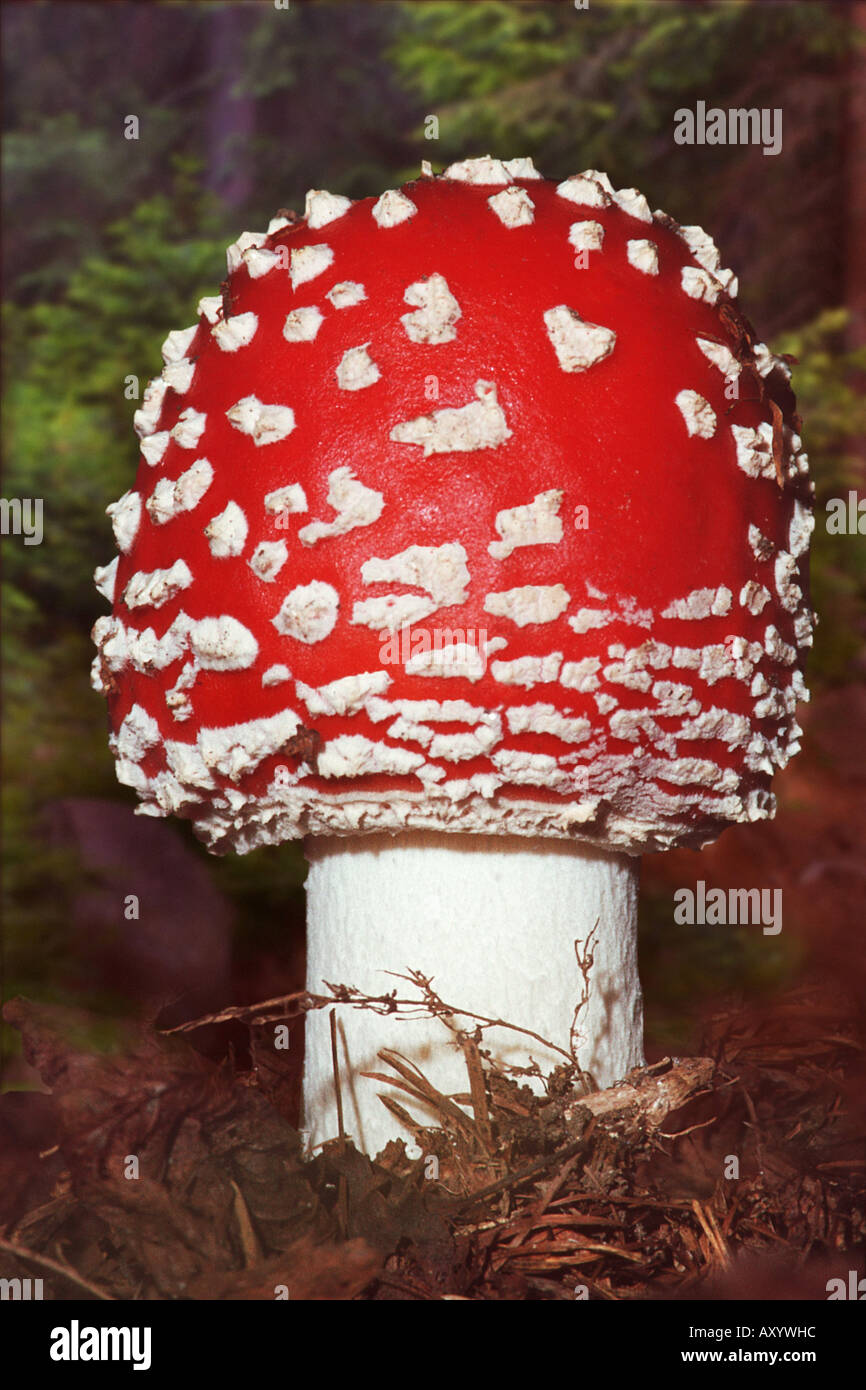 Fliegenpilz (Amanita Muscaria), Fruchtbildung Körper Stockfoto