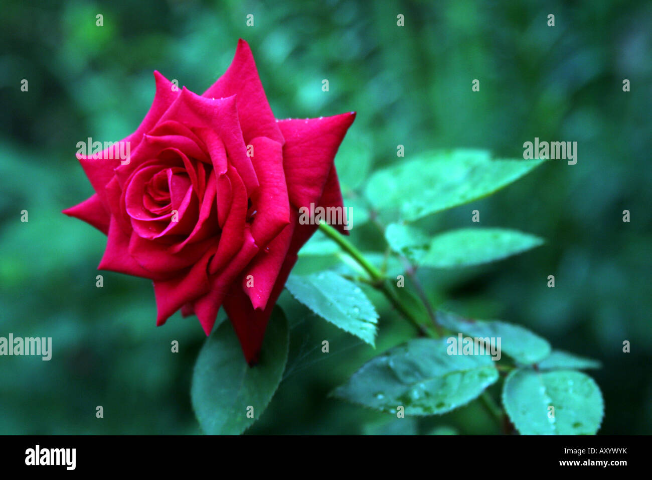 Einzelne rote Rose. Stockfoto
