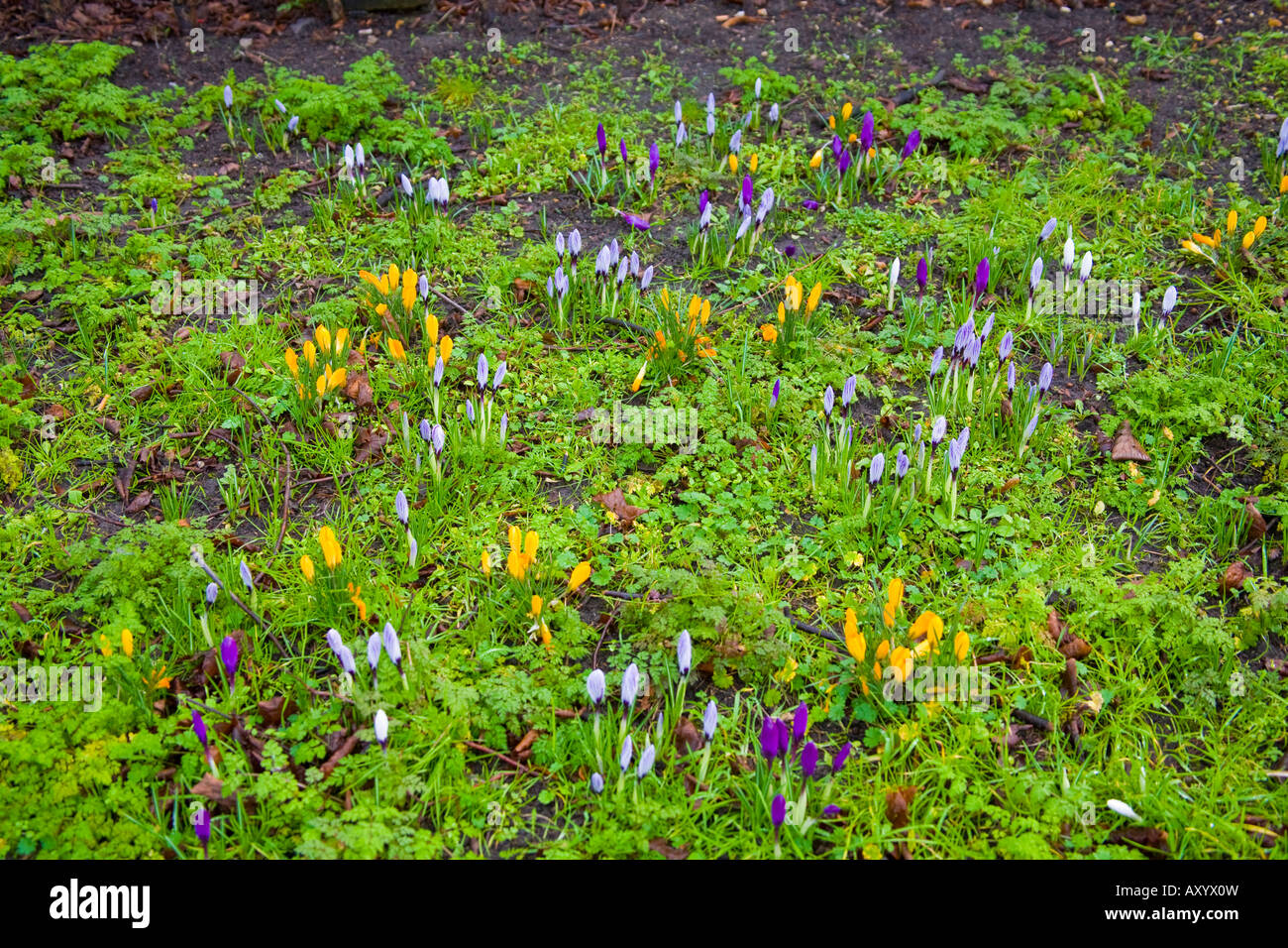 Eine Fülle von bunten Krokusse in den Springtimme Norwich Norfolk England Stockfoto