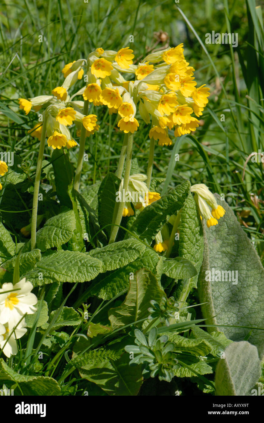 Schlüsselblume Primula Veris Blütenpflanzen mit Primeln in einer Rasen-Bank Devon Stockfoto