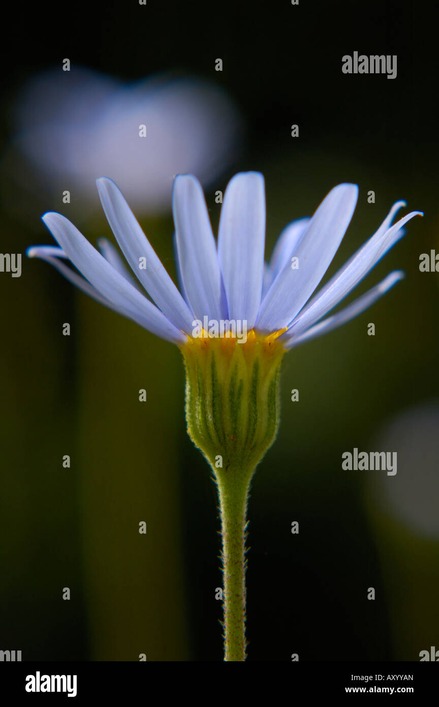 Blaues Gänseblümchen Nahaufnahme (Felicia Amelloides, Asteraceae) Stockfoto