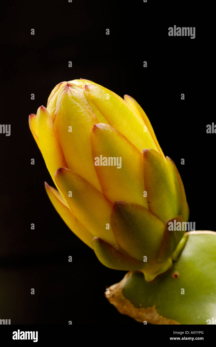 Nacht – Blooming Cereus Knospe auf schwarzem Hintergrund (Hylocereus Art, Cactaceae) Stockfoto