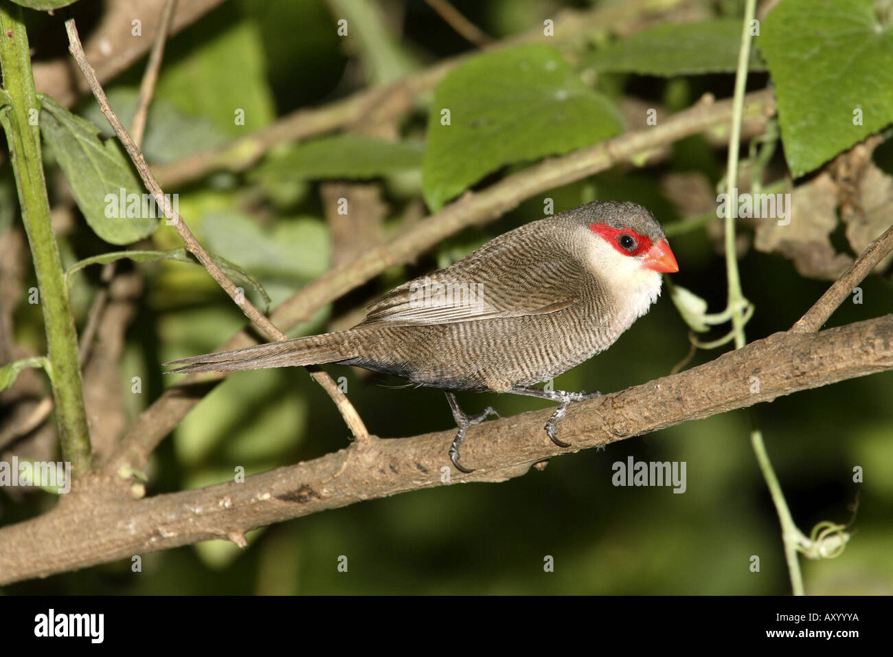 gemeinsamen Wellenastrild (Estrilda Astrild), sitzt auf einem Zweig, Kenia Stockfoto