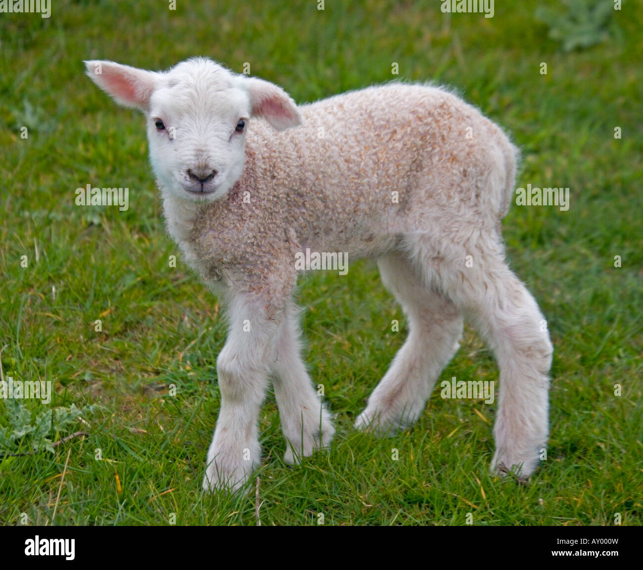 Weißes Lamm in Feld, Dorset, England Stockfoto