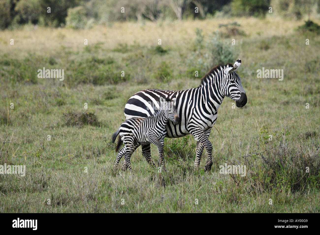 Böhm Zebra, Grant-Zebra (Equus Quagga Boehmi, Equus Quagga Granti), Stute mit Fohlen, Kenia Stockfoto
