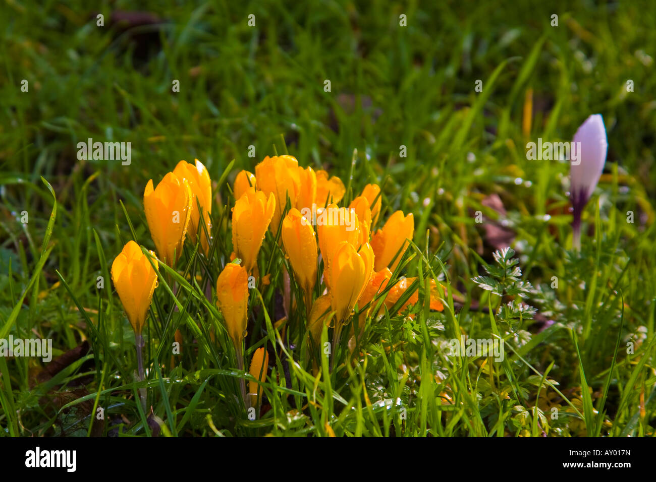 Leuchtend gelbe Krokusse in den Springtimme Norwich Norfolk England Stockfoto