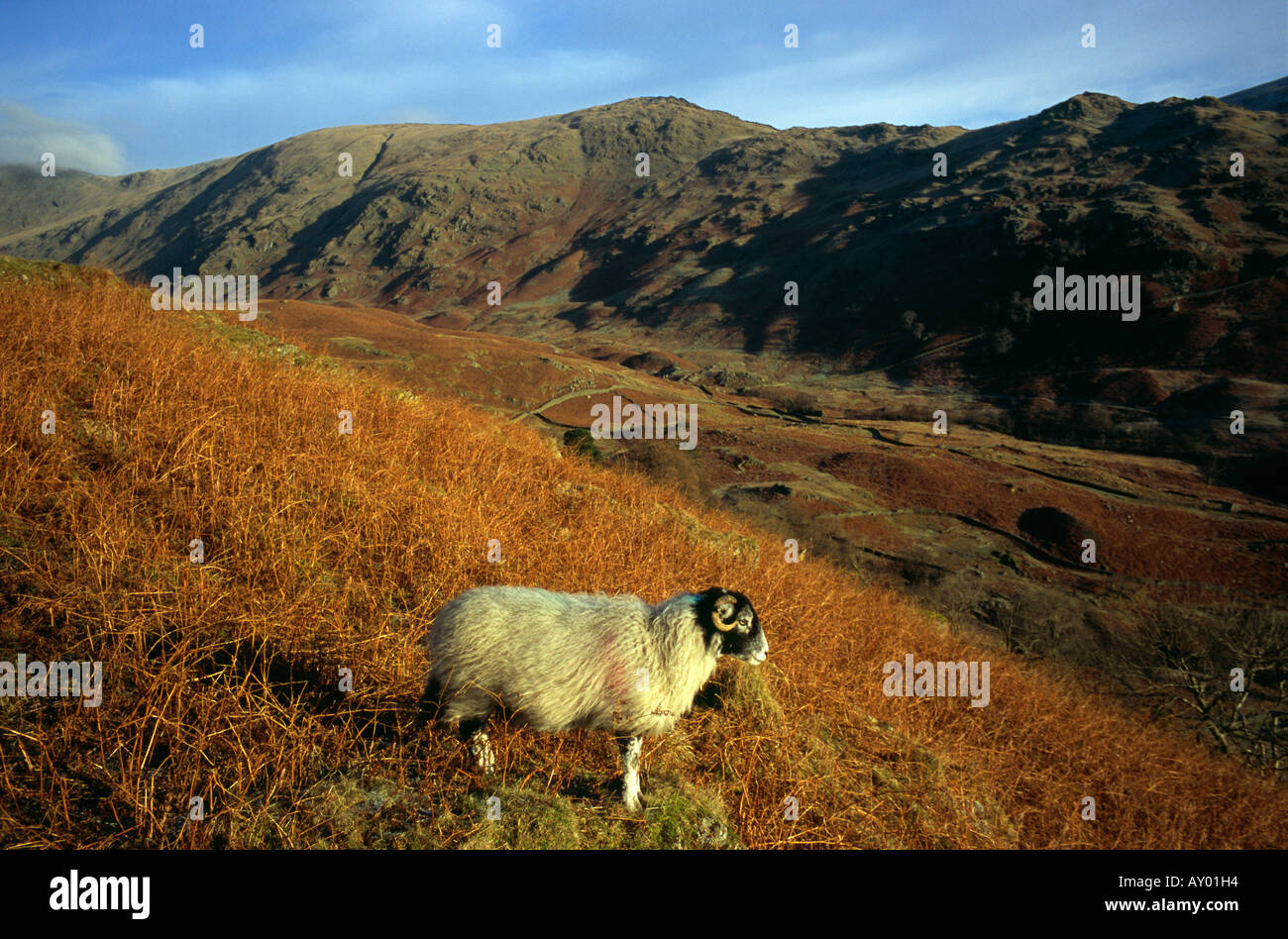 Schafe im Lake District, England Stockfoto
