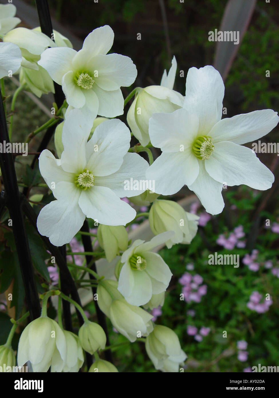 Clematis Cartmanii Lawine Immergrün Stockfoto