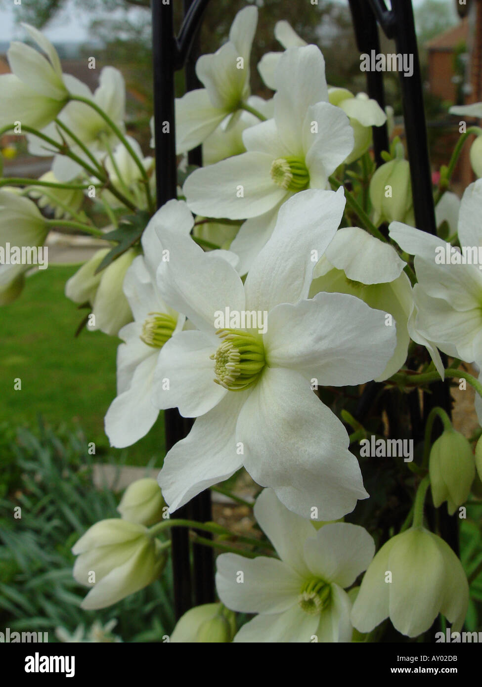 Clematis Cartmanii Lawine Immergrün Stockfoto
