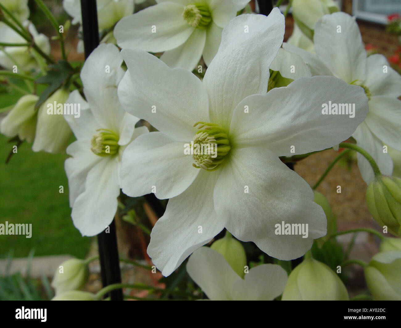 Clematis Cartmanii Lawine Immergrün Stockfoto