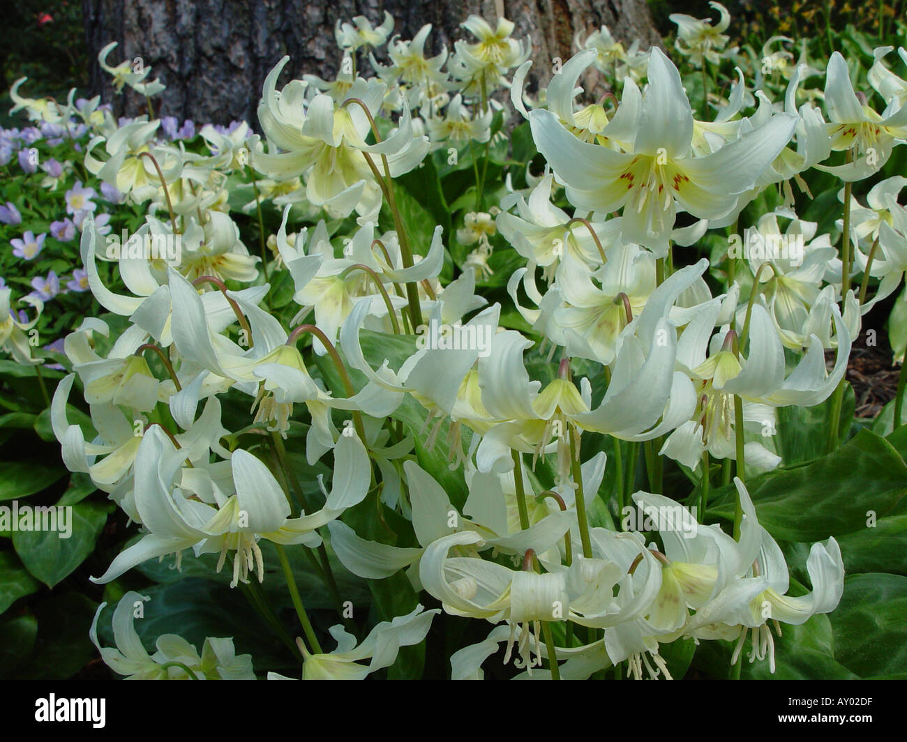 Erythronium Californicum White Beauty Dog s Zahn violett Stockfoto