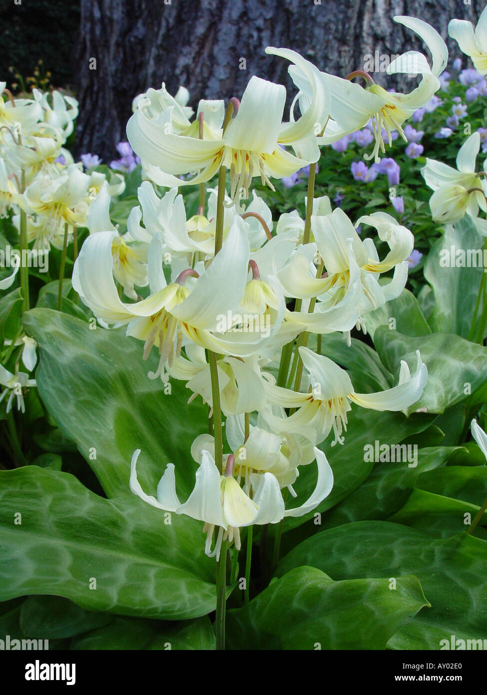 Erythronium Californicum White Beauty Dog s Zahn violett Stockfoto