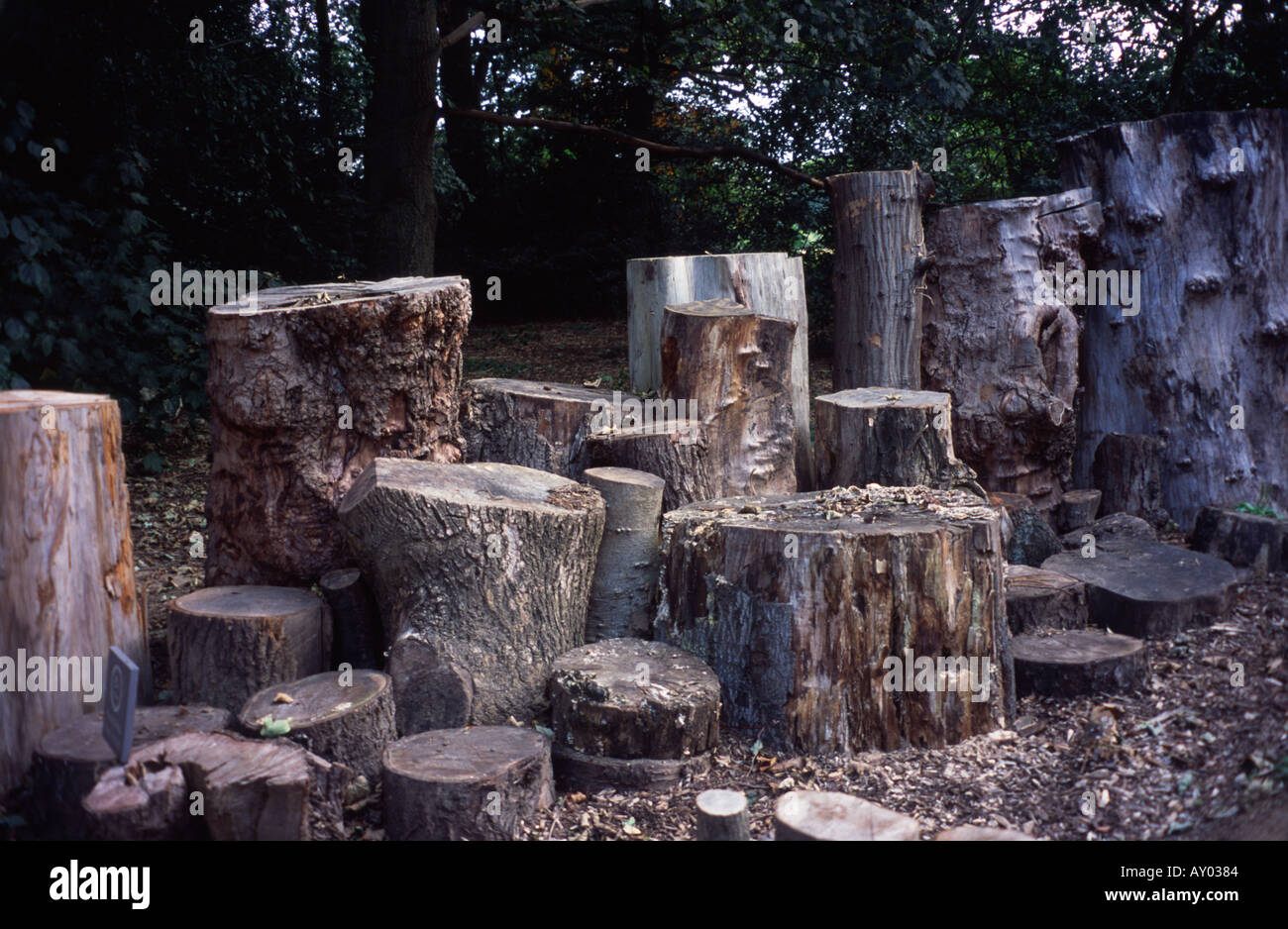 Hirschkäfer Lebensraum, Kew Gardens, Surrey, UK Stockfoto