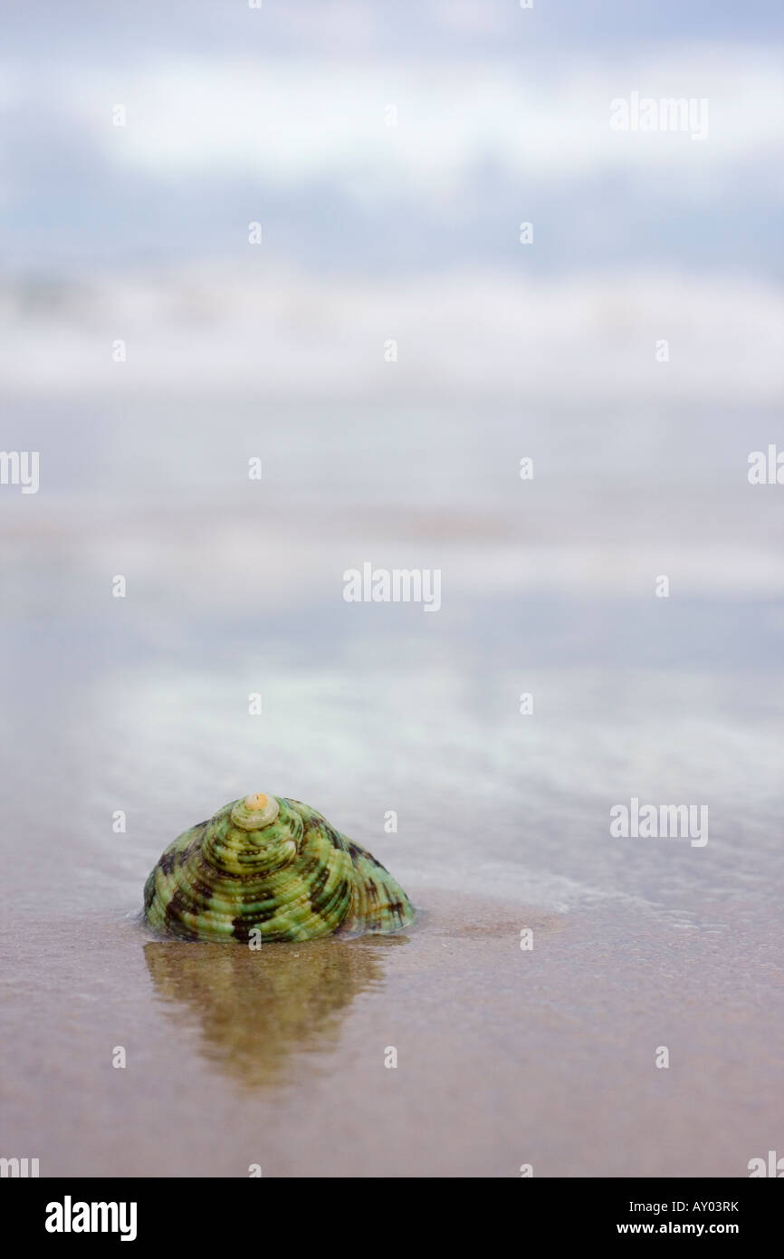 Grüne Schale auf einem nassen Strand im Sommer Stockfoto