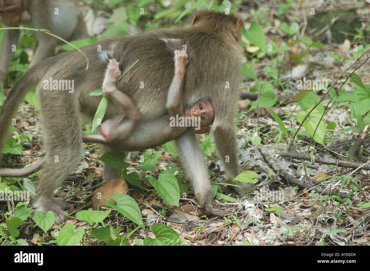 MOTORHAUBE AFFE TRUG SEIN KIND BEI SANJAY GANDHI NATIONALPARK MUMBAI MAHARASHTRA INDIA Stockfoto