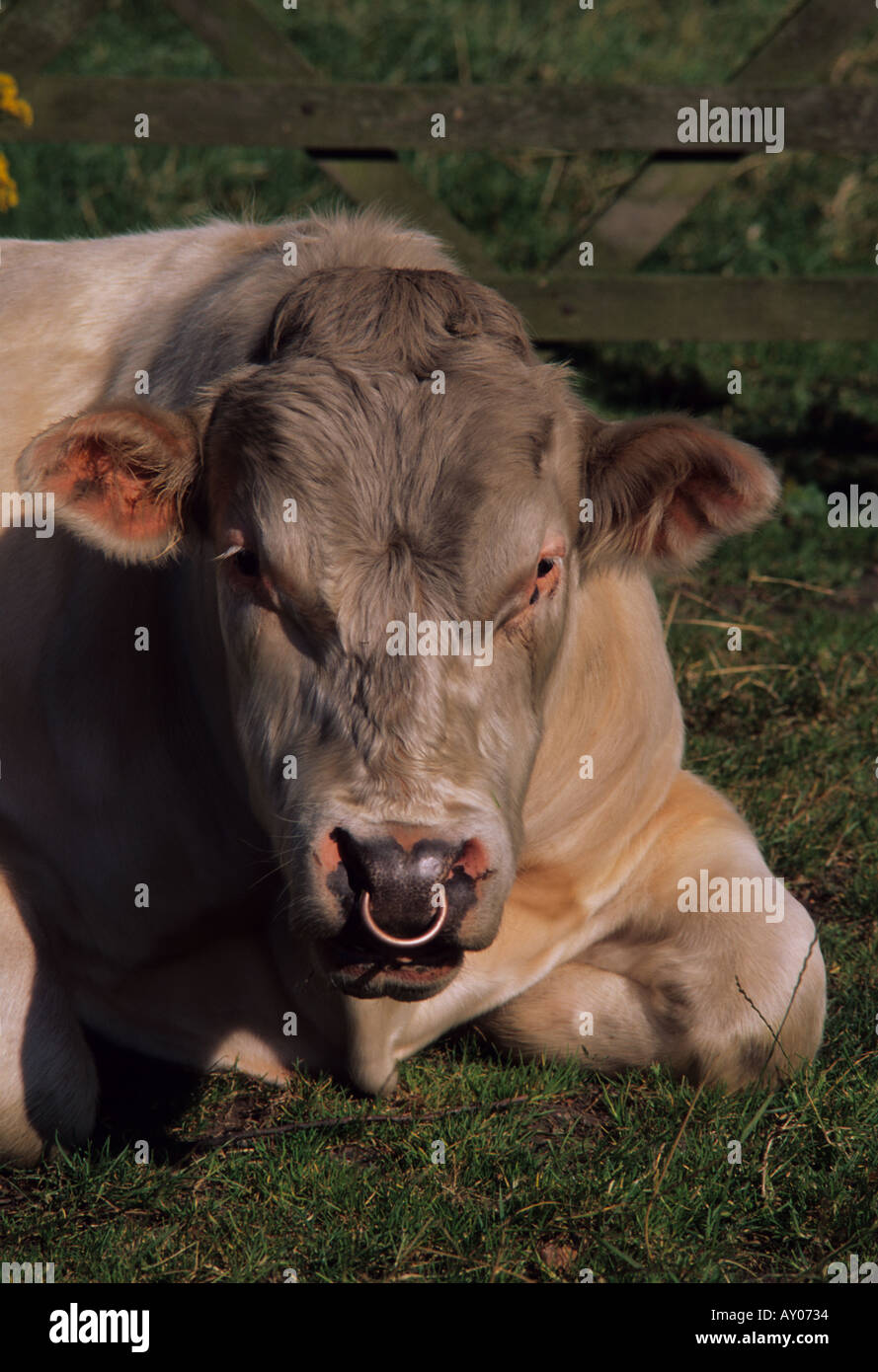 Stier in Bauern Feld Yorkshire uk Stockfoto